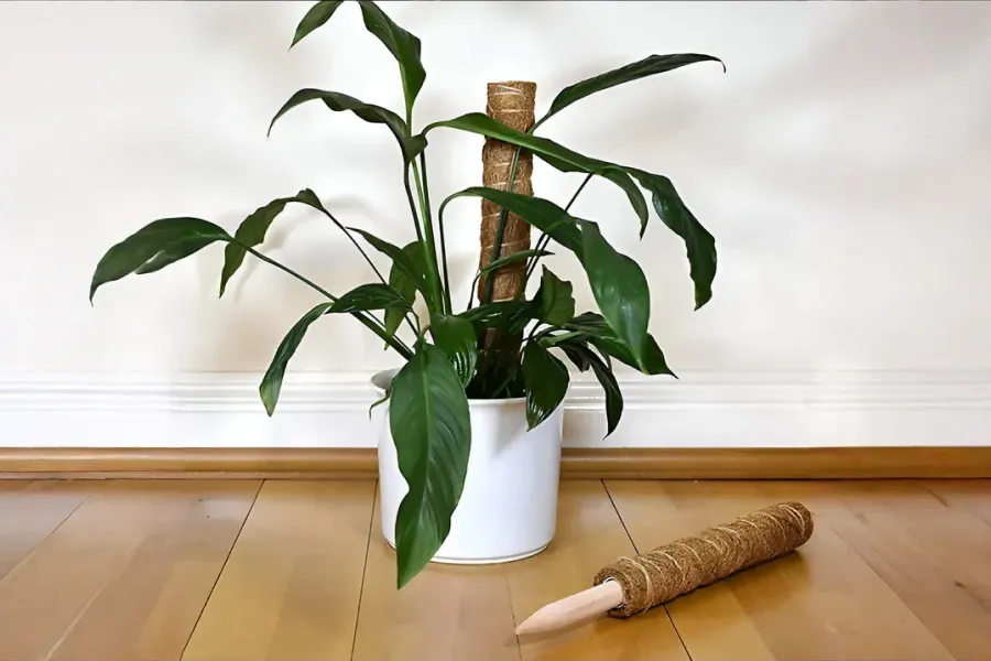 Indoor Garden with Coir Moss Stick
